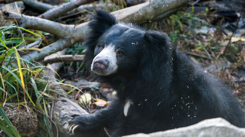 Sloth bear