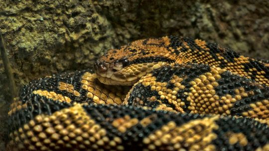 Bushmaster Snake Births Live Young, Then Promptly Leaves