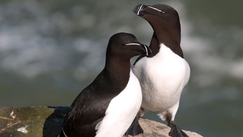 Razorbill