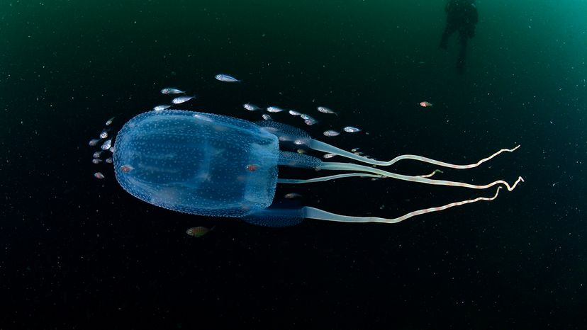 Box jellyfish