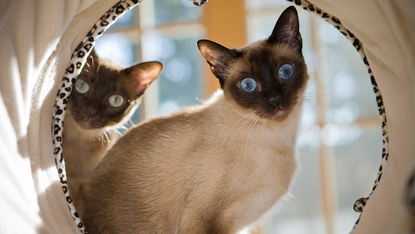 Tonkinese