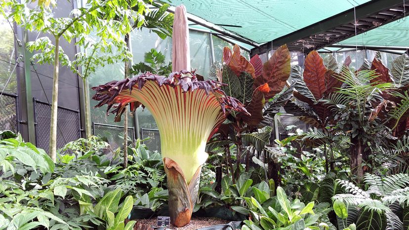 A large tropical corpse flower at a public garden