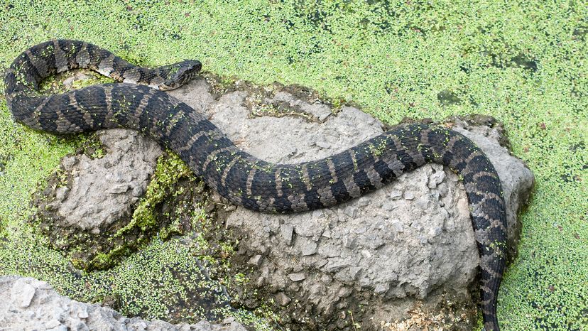 Northern water snake