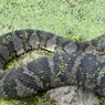 Northern Water Snake: Nonvenomous and Ecologically Essential