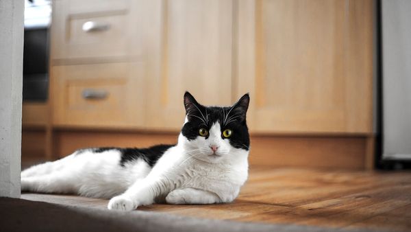 7 Black and White Cat Coat Patterns You'll Spot in Homes