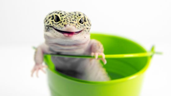 Are Snakes With Legs a Real Thing?