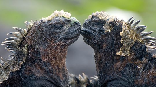 The Marine Iguana Is The World's Only Seafaring Lizard