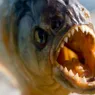 Piranha: Fish With a Vicious Reputation and Mixed Diet