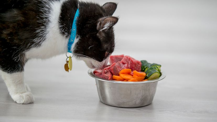 cat eating raw foods