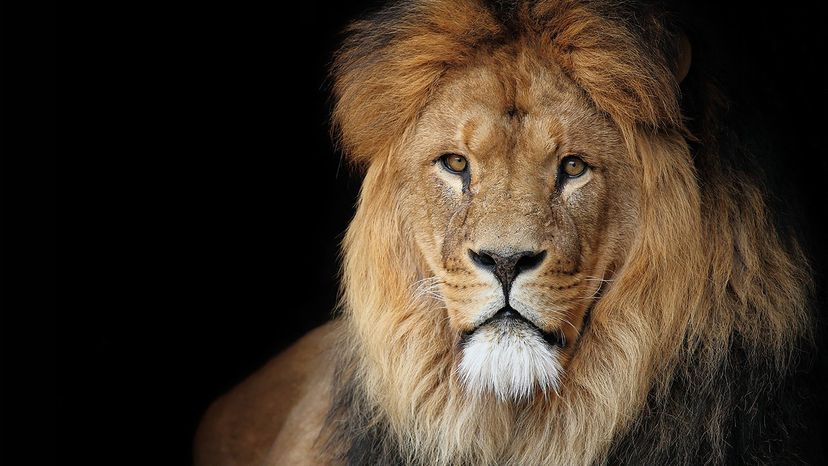 lion