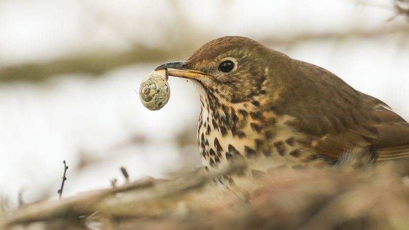 Bird with a snail in its beak