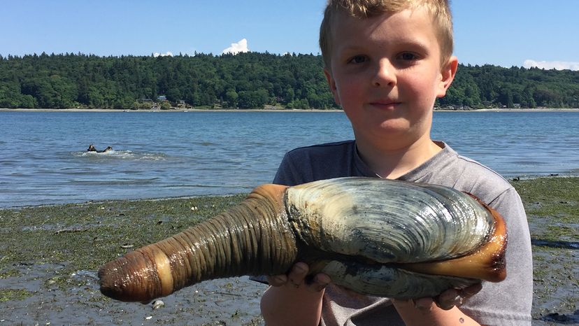 A boy holds freshly caught geoduck at a beach