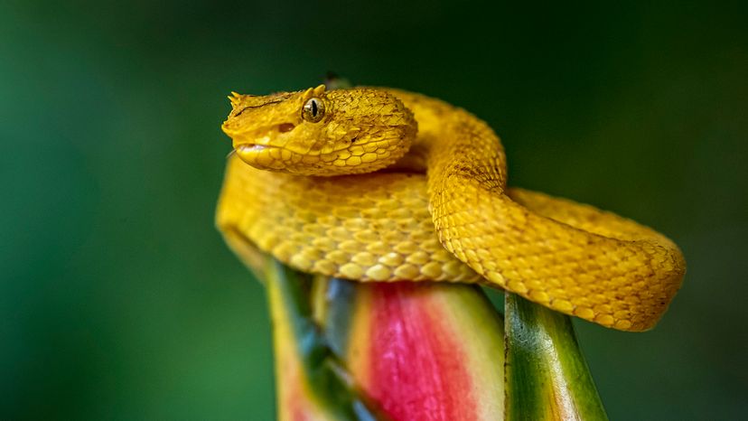 Eyelash viper