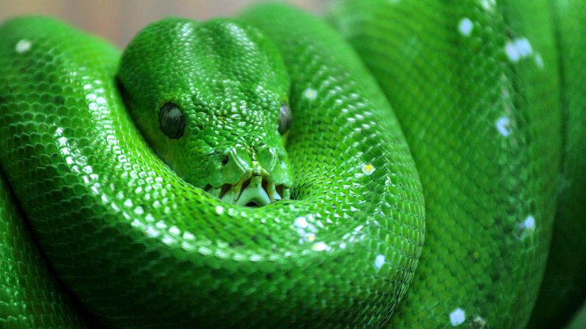 Green snake resting on a tree branch