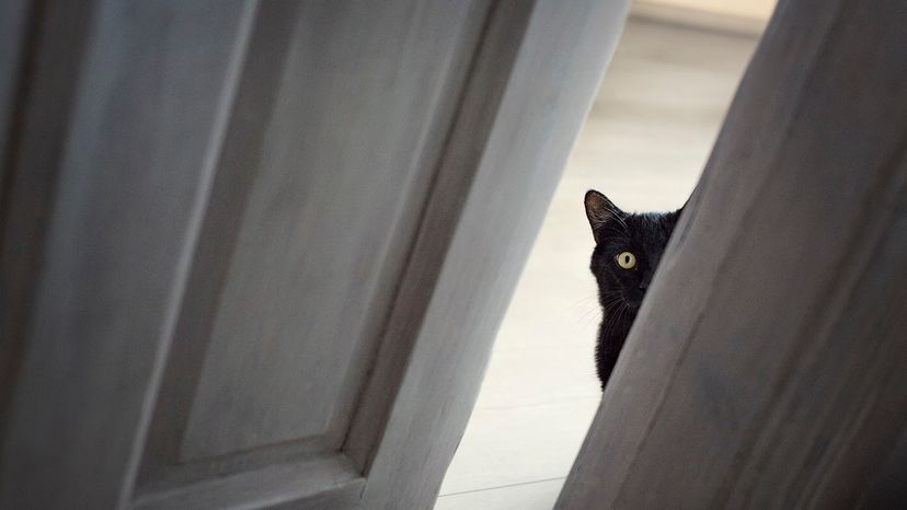 Black cat
