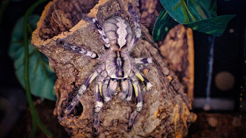 Indian Ornamental Tarantula