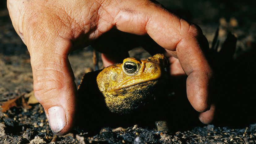 Cane toad