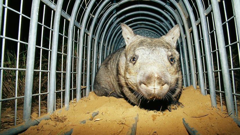 A wombat in a cage