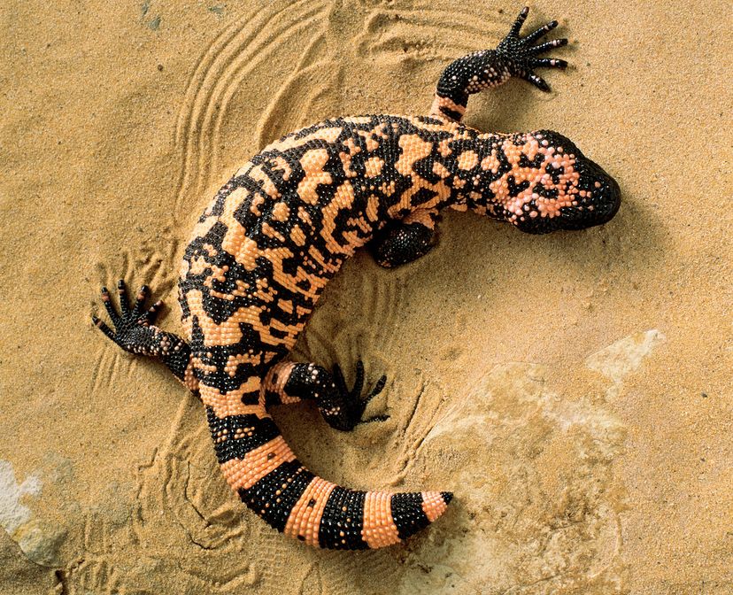 Gila monster