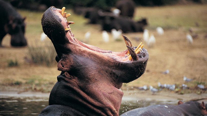 yawning hippo