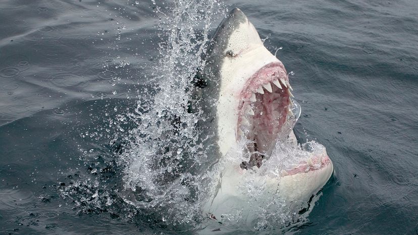 Great white shark