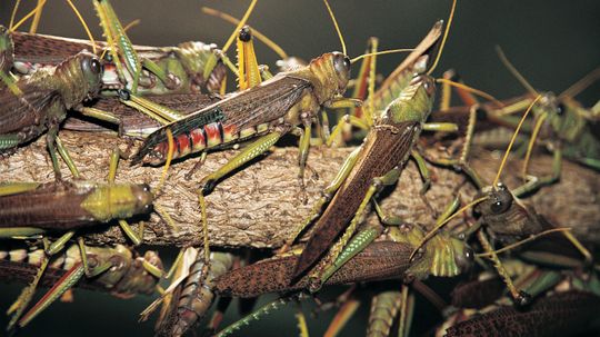 Locust vs. Grasshopper Traits and Behaviors