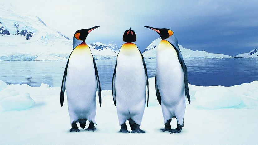 penguin