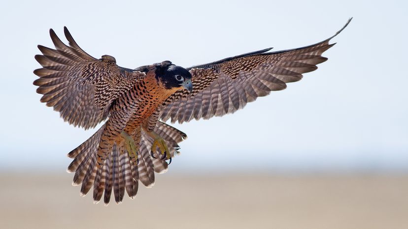 Falcon in the air with its wings and tail feathers fully spread out