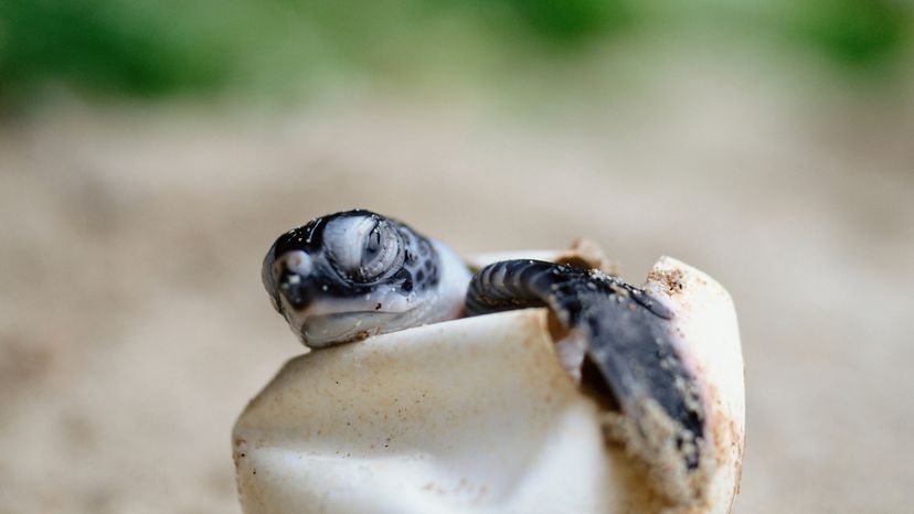 Turtle hatchling