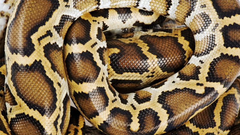 Burmese python