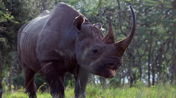 A black rhino walking in grasslands