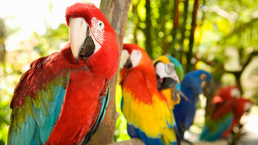 several colorful macaws perched in a row