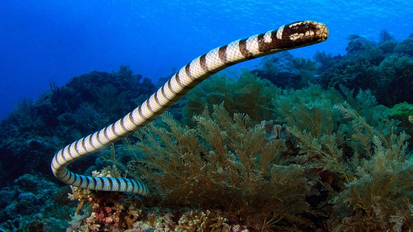 A white snake with black or brown stripes swimming through coral in blue water