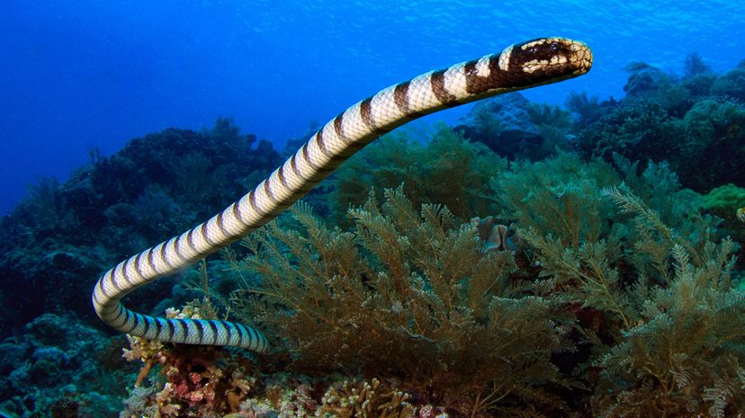 Meet Palaeophis Colossaeus, the Largest Sea Snake of All Time ...