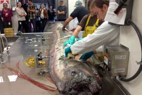 Scientists dissect a giant oarfish in the necropsy suite of NOAA's Southwest Fisheries Science Center. It's easy to make out the animal's crest in the foreground of this photo.