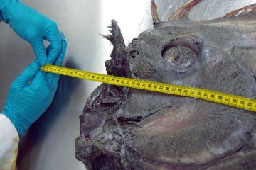 Giant oarfish measured