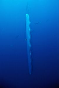 R. glesne gets vertical in waters nears the Bahamas. This photo is rare because giant oarfish aren't usually photographed alive.