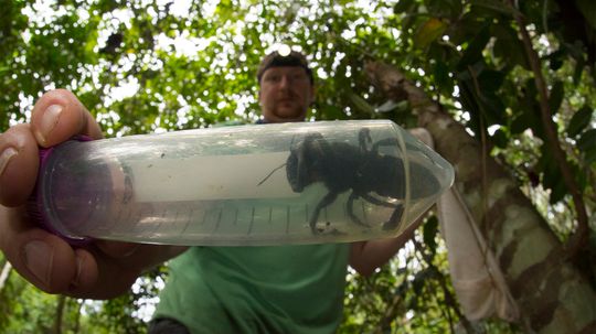 Wallace's Giant Bee, World's Largest, Rediscovered