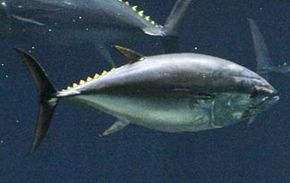 giant bluefin tuna