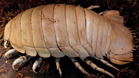 The Deep Ocean Giant Isopod Looks Like a Huge Roly-poly Bug