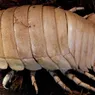 The Deep Ocean Giant Isopod Looks Like a Huge Roly-poly Bug