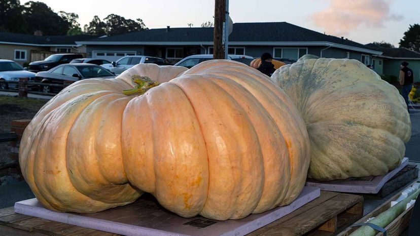 giant pumpkins