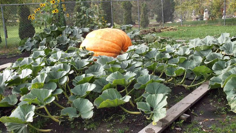 giant pumpkins