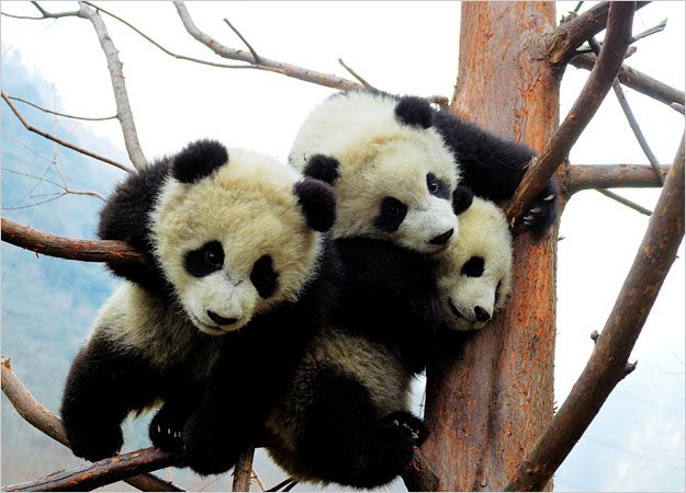 Giant Panda Bears