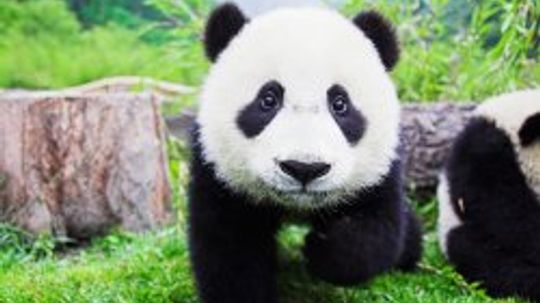 Giant Panda Bear Pictures