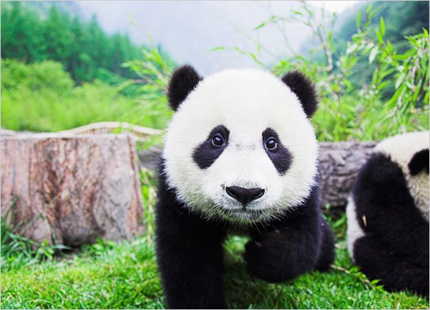 Giant Panda Bears