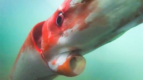 Tracking Down the Elusive Giant Squid - Vimarsana News