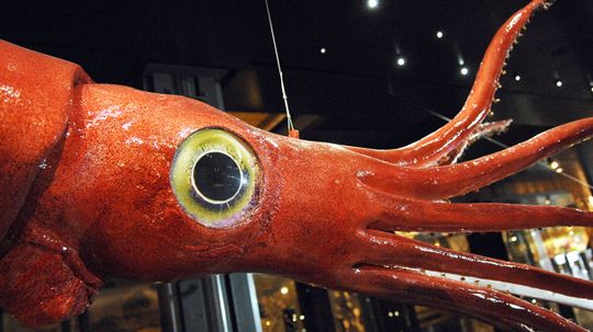 Giant Squid, Giant Eyes ... But Relatively Small Optic Lobe