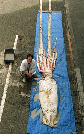 dead giant squid on dock with man next to it