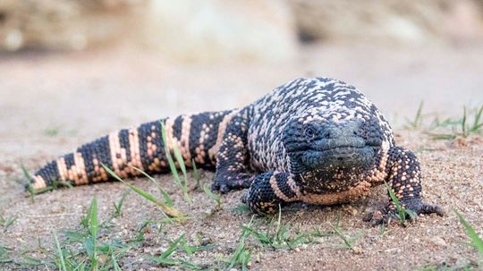 The Reclusive Gila Monster Packs a Venomous Punch